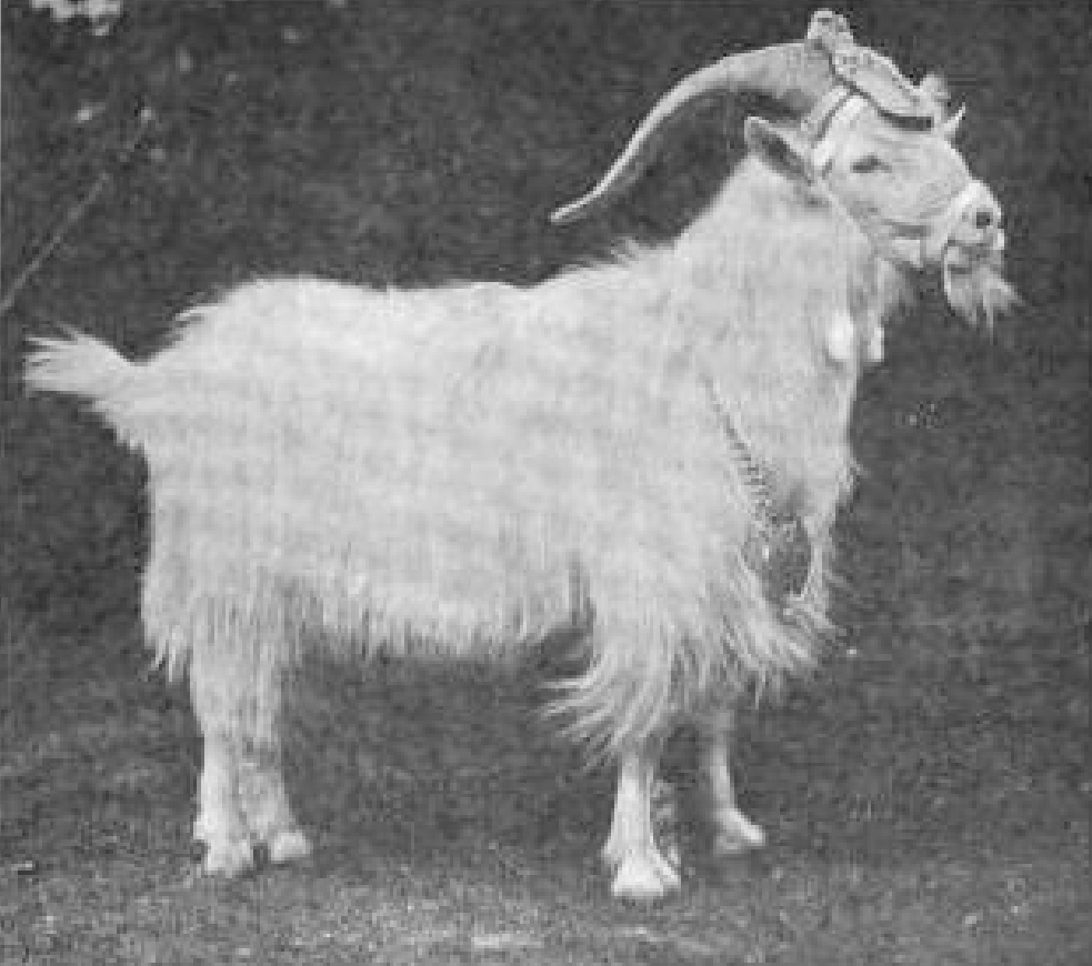 Black and white photograph of a long-haired goat, wearing a head-piece, muzzle, and a necklace, the mascot of the 23rd Regiment of the Royal Welsh Fusiliers.