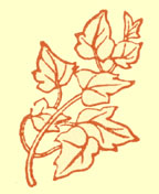 Decorated tailpiece, smaller black and white engraving of leaves.
