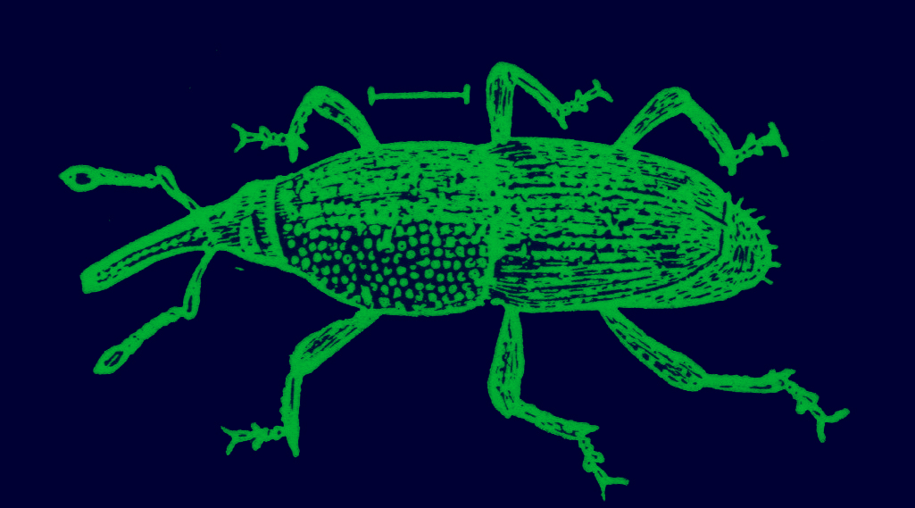 A black and white old drawing of a black corn-weevil. 