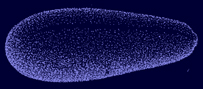 A black and white drawing of the egg of a black corn weevil.