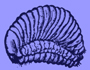A black and white old drawing of the grub of the black corn weevil .