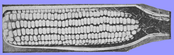 A black and white old photograph of a healthy ear of corn, with with sound kernels.