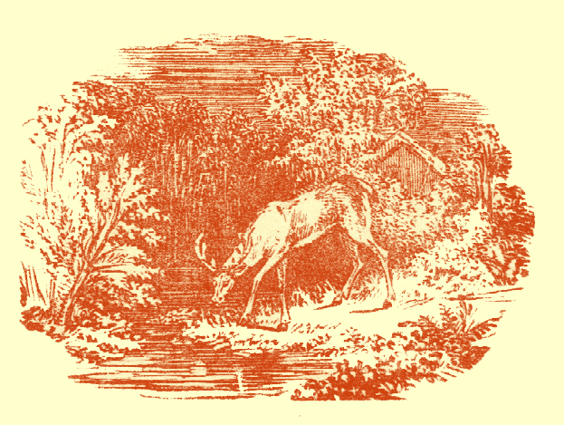 Black and white pen and ink drawing by A. Payne Garnett, of a stag drinking from a pond in the forest.