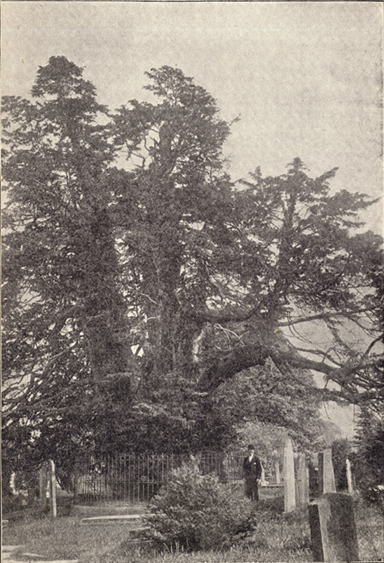 A photograph of a huge yew tree, with 3 central trunks, in a cemetery.  There is a figure in black hat and suit in the foreground amid some tombstones and grave markers, taken by Cullercoats.