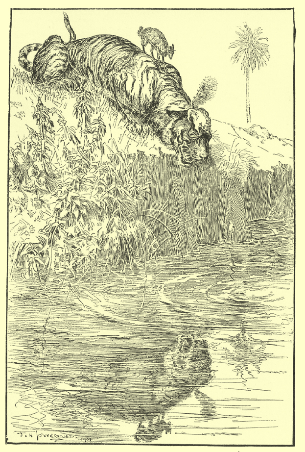 Black and white pen and ink drawing by F. H. Townsend, a tiger crouched on a riverbank, looking at his reflection in the water.